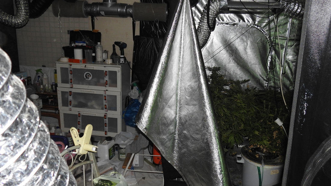 Cannabis-plantation-by-Poliisi