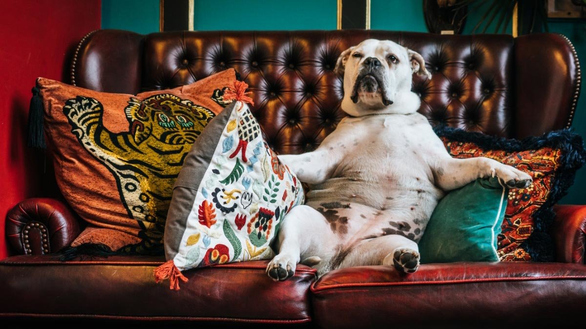 Dog-sofa-living-room