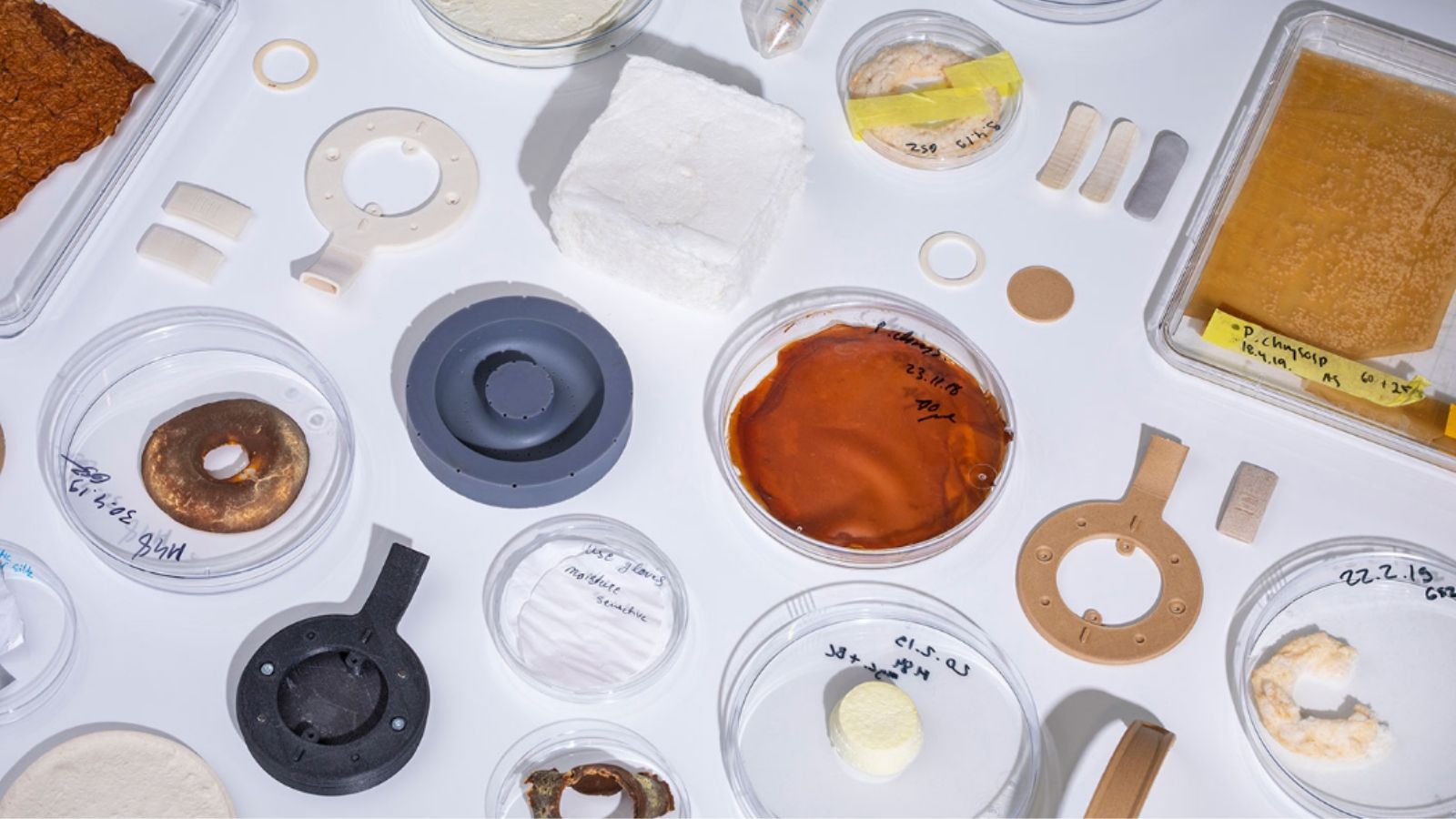 Korvaa microbes fungus