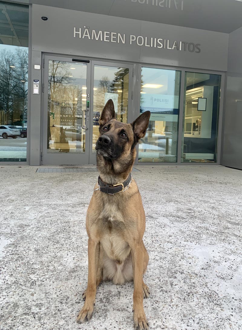 Into-police-dog.-Photo-Police