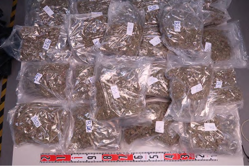 Marijuana apprehended during the 'operation Greenlight'. Photo: Finland Customs.